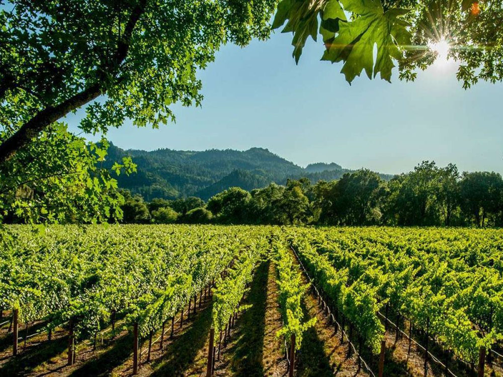 Domaine Martin